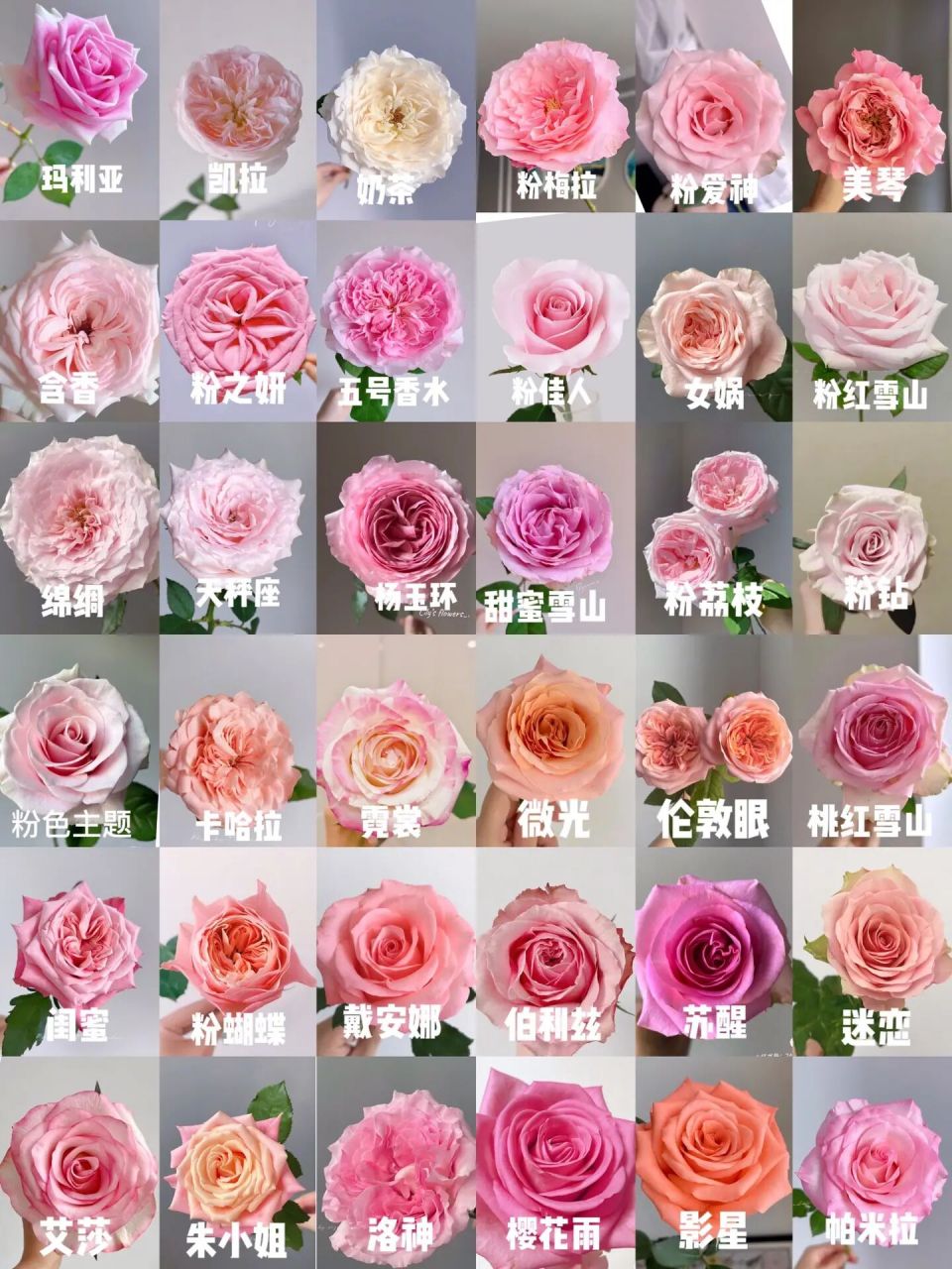 戴安娜粉玫瑰11朵花语图片