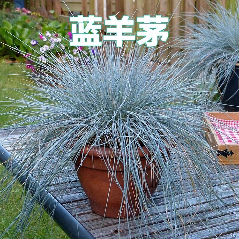 花境植物第37弹——蓝羊茅 蓝羊茅具有柔软的针状叶子,夏季为银蓝色