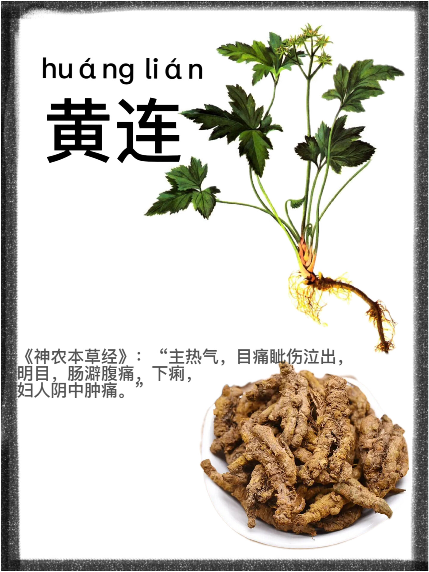 黄连根茎的结构简图图片