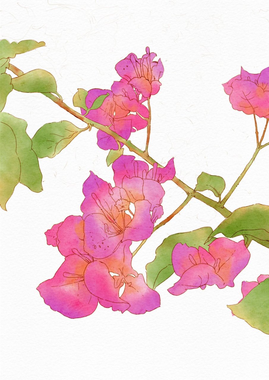 三角梅 三角梅是我们广东江门这里最常见的花之一.