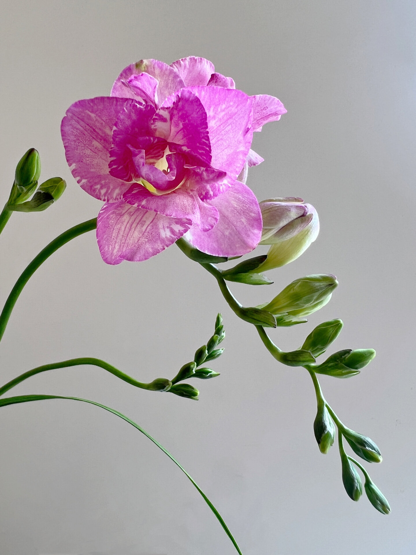 国产香雪兰|重瓣  香雪兰开花过程记录 香雪兰开满枝头爆花记录 参阅