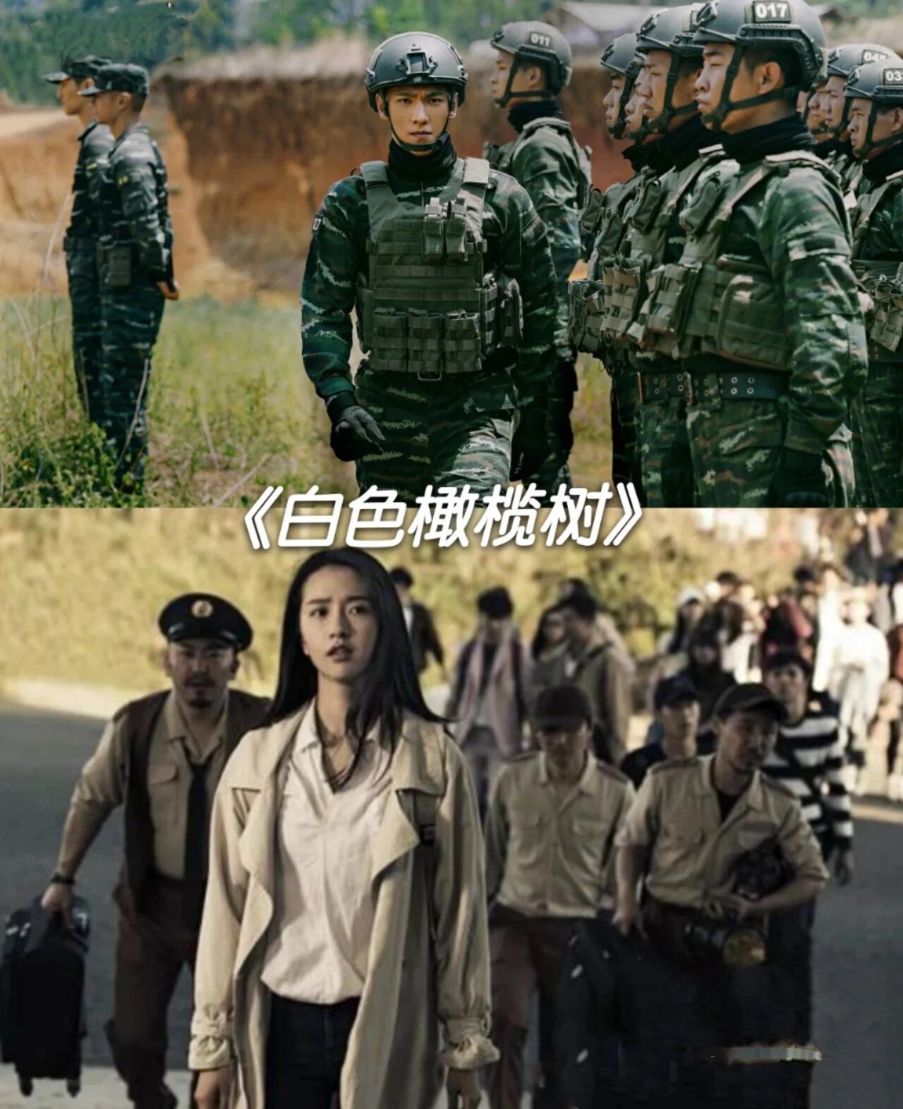 读《白色橄榄树》后 我久久走不出来