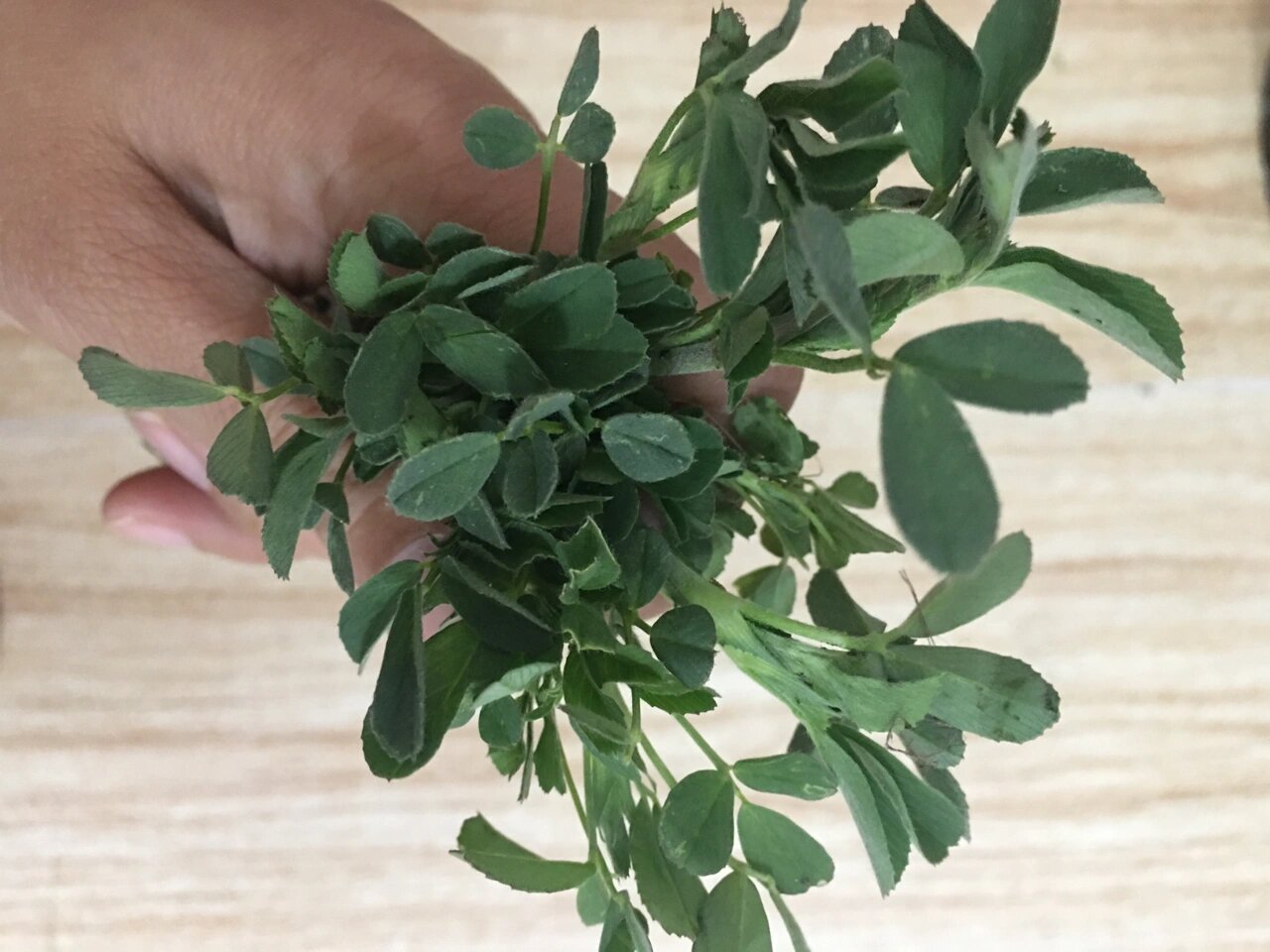 三叶草～原来是兔兔可以吃的 白花苜蓿草