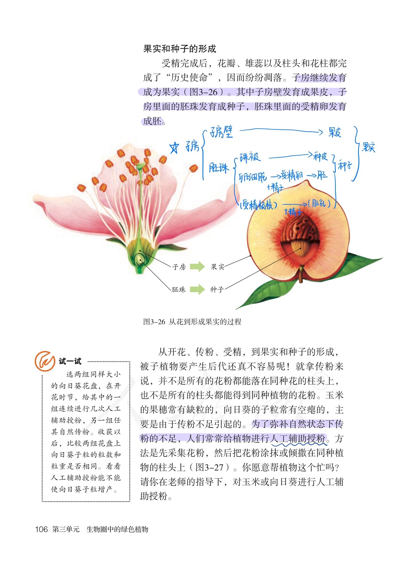 花和果实的关系图图片