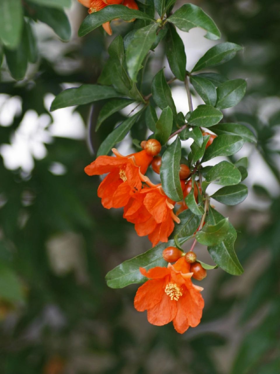 灿烂的石榴花艳丽如锦,繁花似火,凝红欲滴. 	 石榴花到底有多美呢?