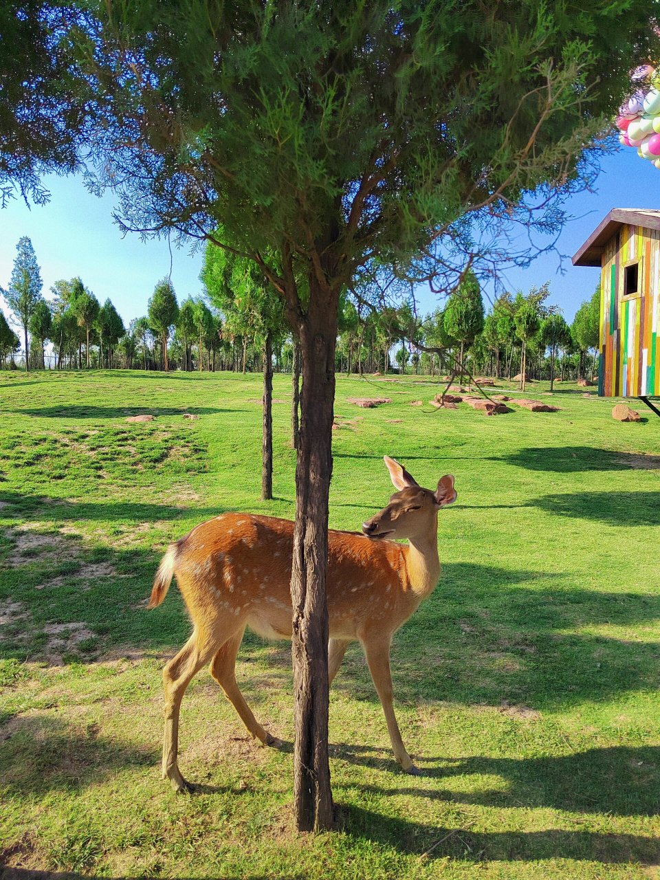 河南郑州 伏羲山云上牧场攻略 78地点:河南郑州市新密市云上牧场