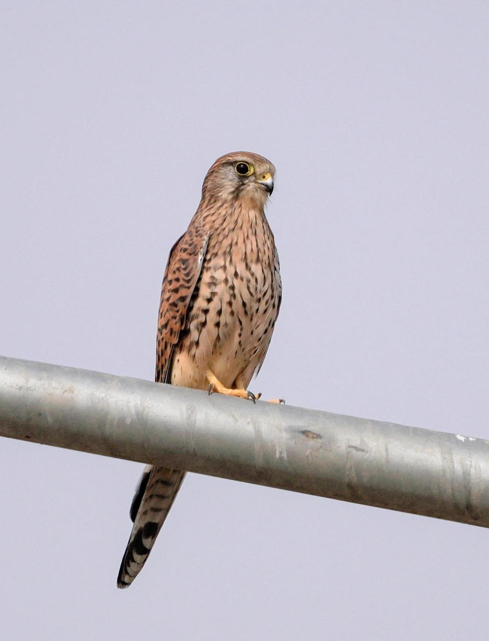 58 红隼是隼科,隼属的小型猛禽.