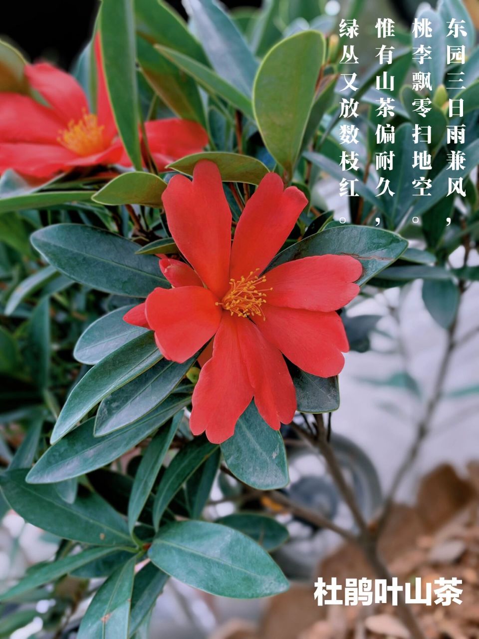 122——杜鹃叶山茶 杜鹃叶山茶(camellia azalea c. f.