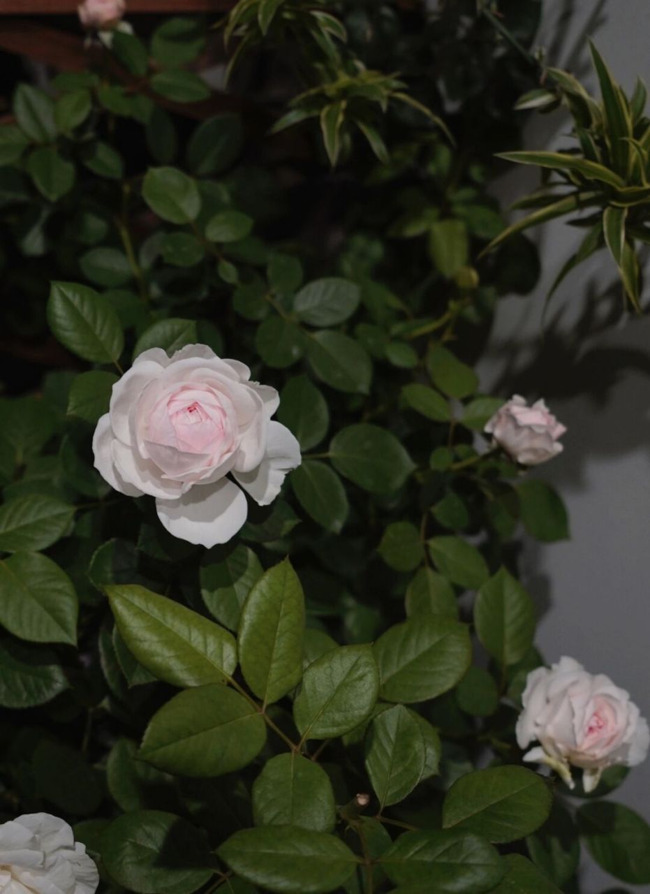 月季(尘世天使)】 【名称】尘世天使 又名—克里斯蒂娜公爵夫人