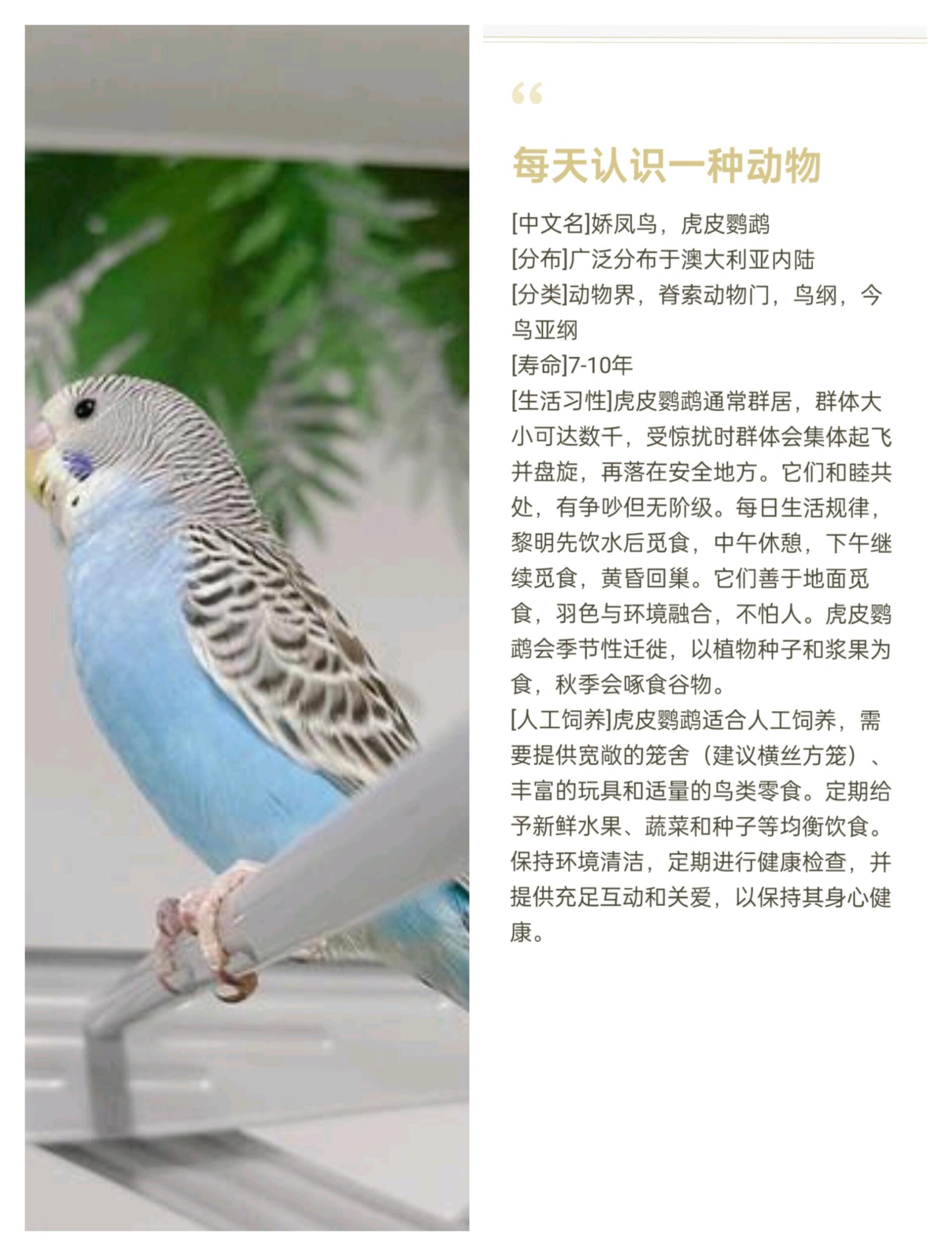 每天认识一种动物——虎皮鹦鹉