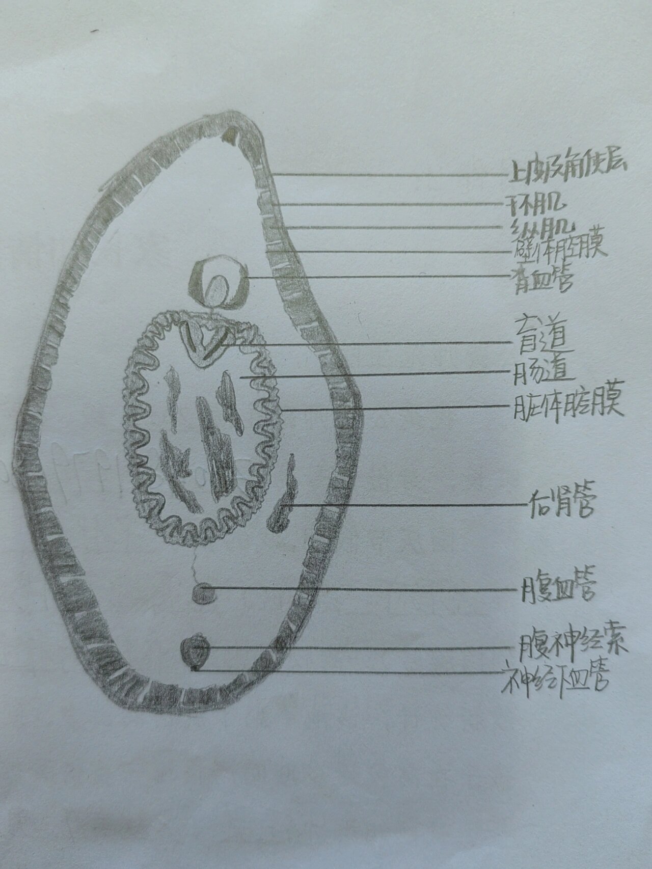 蚯蚓结构图解图片