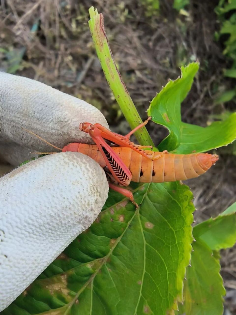 蝗虫腿图片