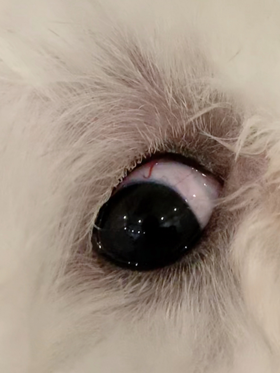 科普贴:狗狗眼睛里的"异形"红色血丝 今天发现这个吓死人了!