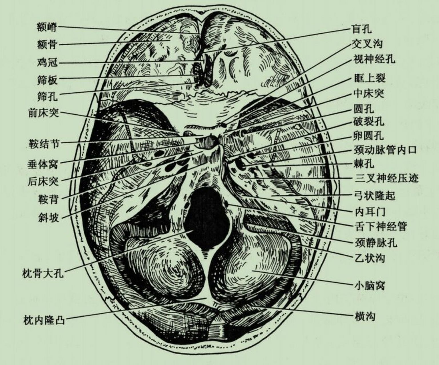 圆孔卵圆孔棘孔解剖图图片