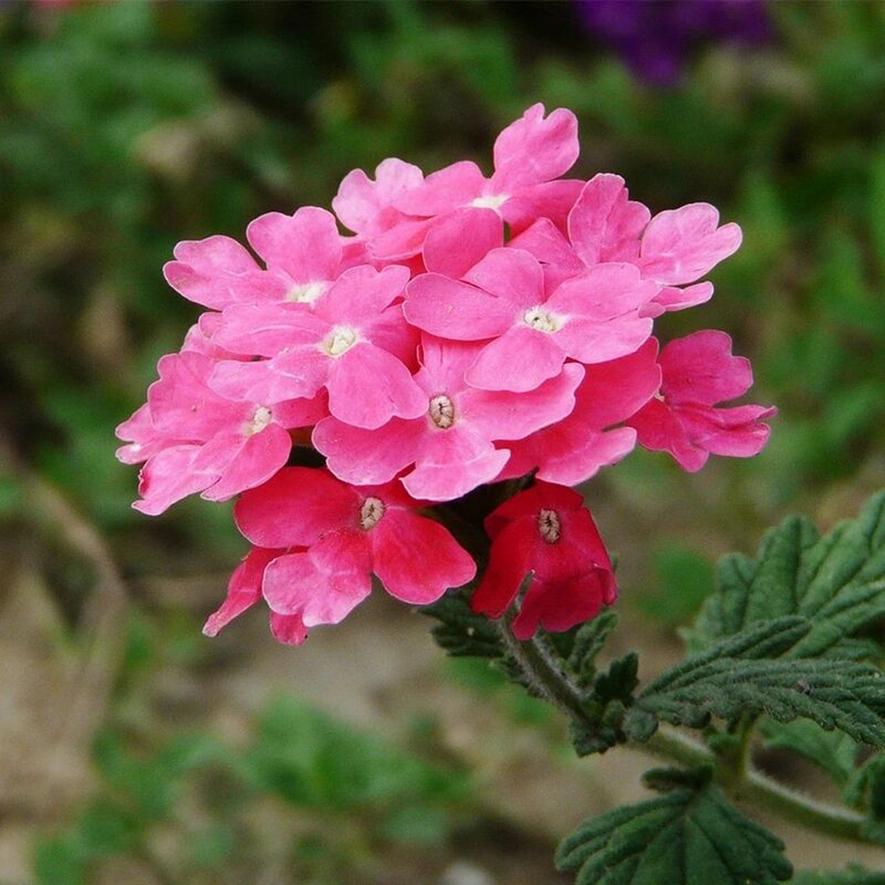 99每天认识一款植物——美女樱 97(1)学名: verbena hybrida.