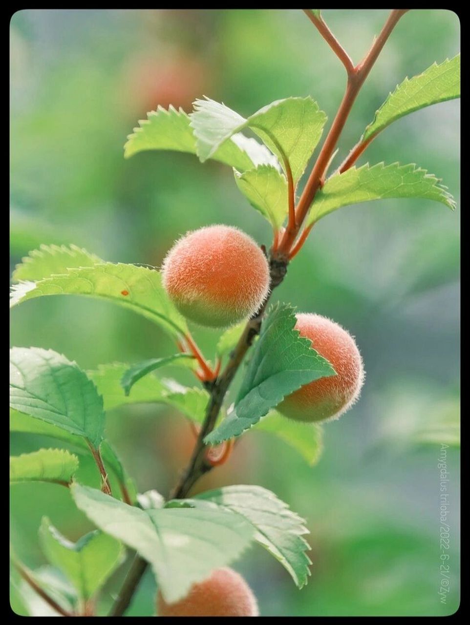 榆叶梅的果实并没有毒,所以是可以食用的.
