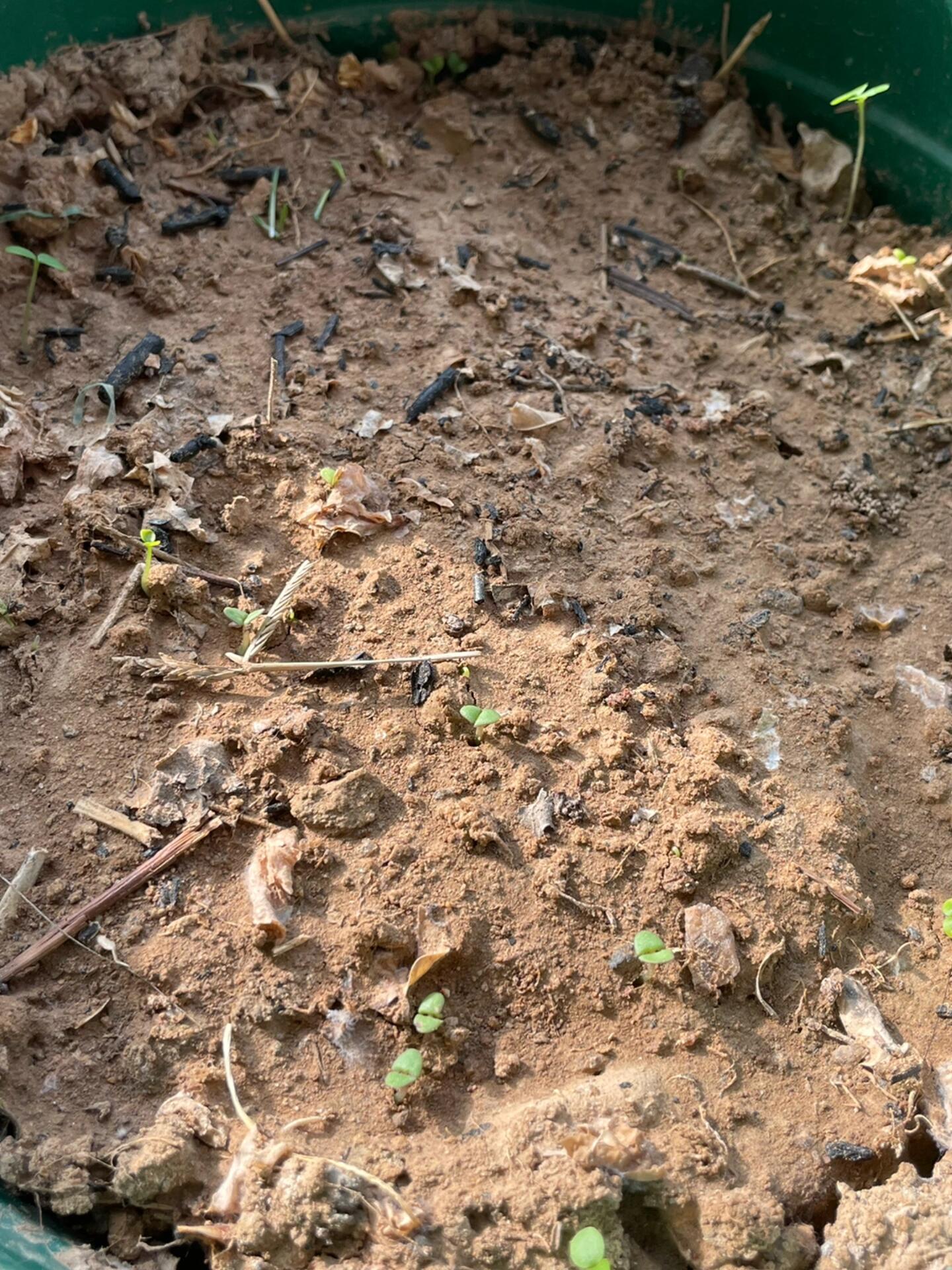 荆芥发芽啦 快快升温,快长大