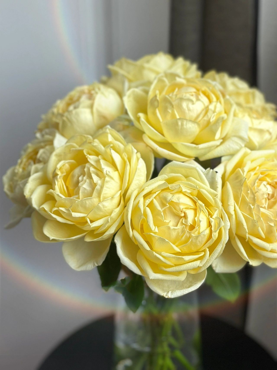 分享 | 温柔的金伊芙伯爵玫瑰 软萌的包子们, 喜欢初插瓶时未开放的