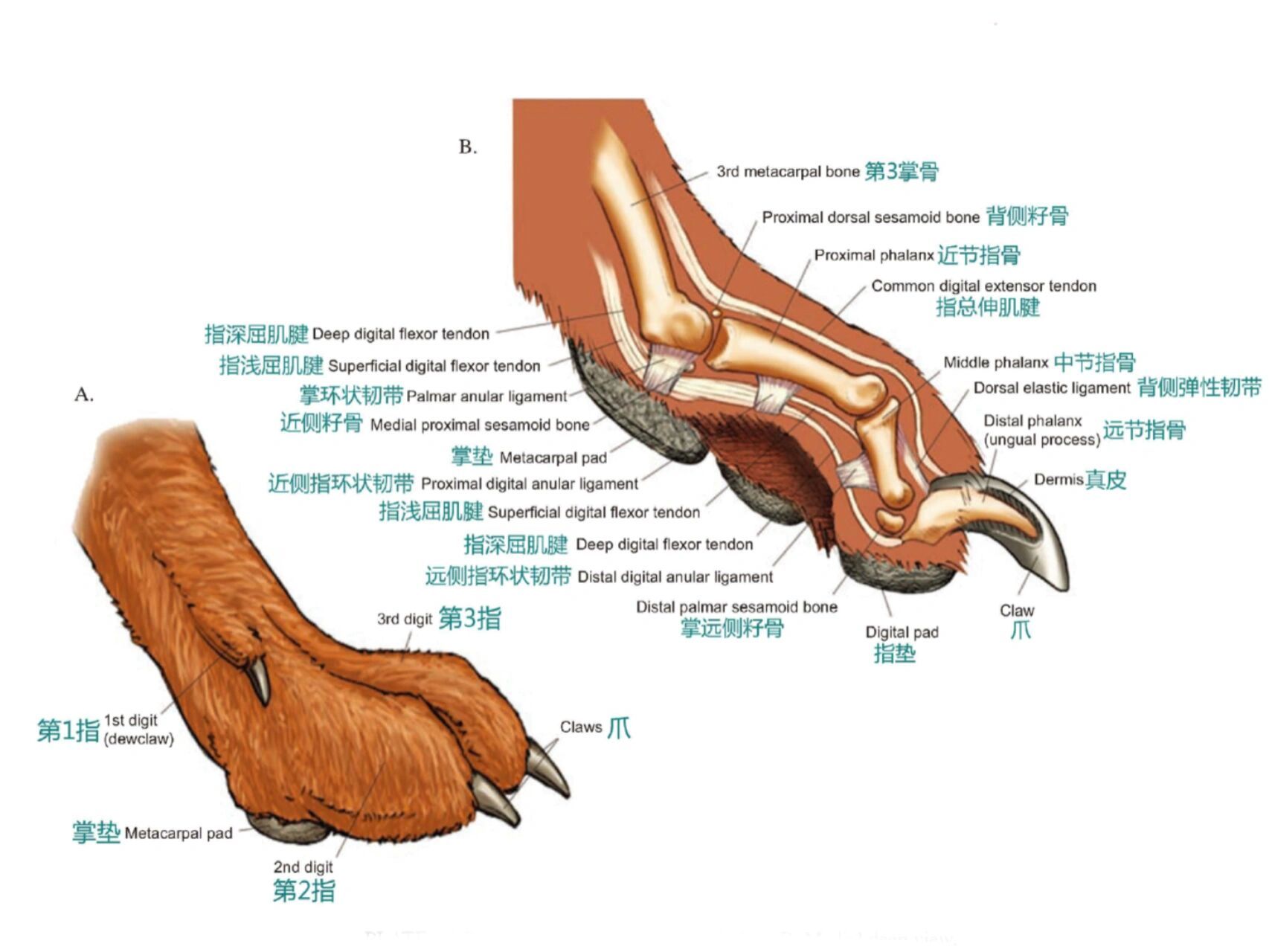 98犬解剖结构—爪爪篇 73今天更新狗子的爪爪 73最近长春疫情挺