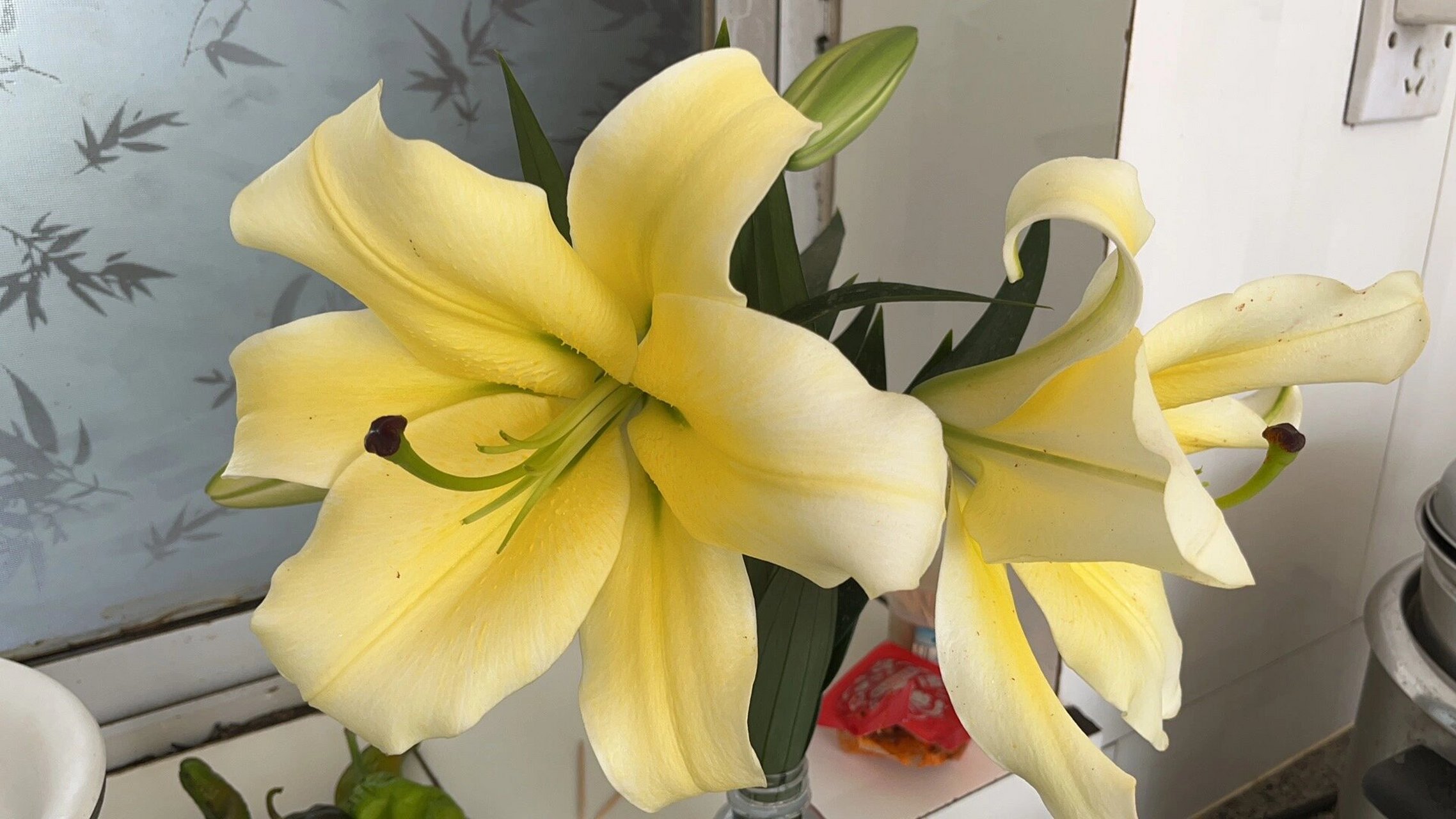 香水百合之黄天霸系列 黄天霸是香水百合花其中的一种,花瓣呈黄色,被