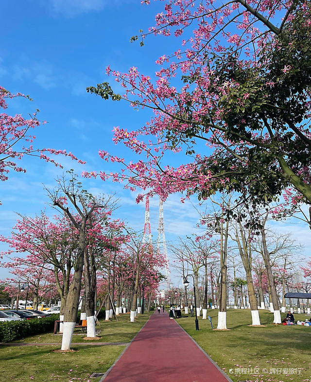 横琴花海长廊介绍图片