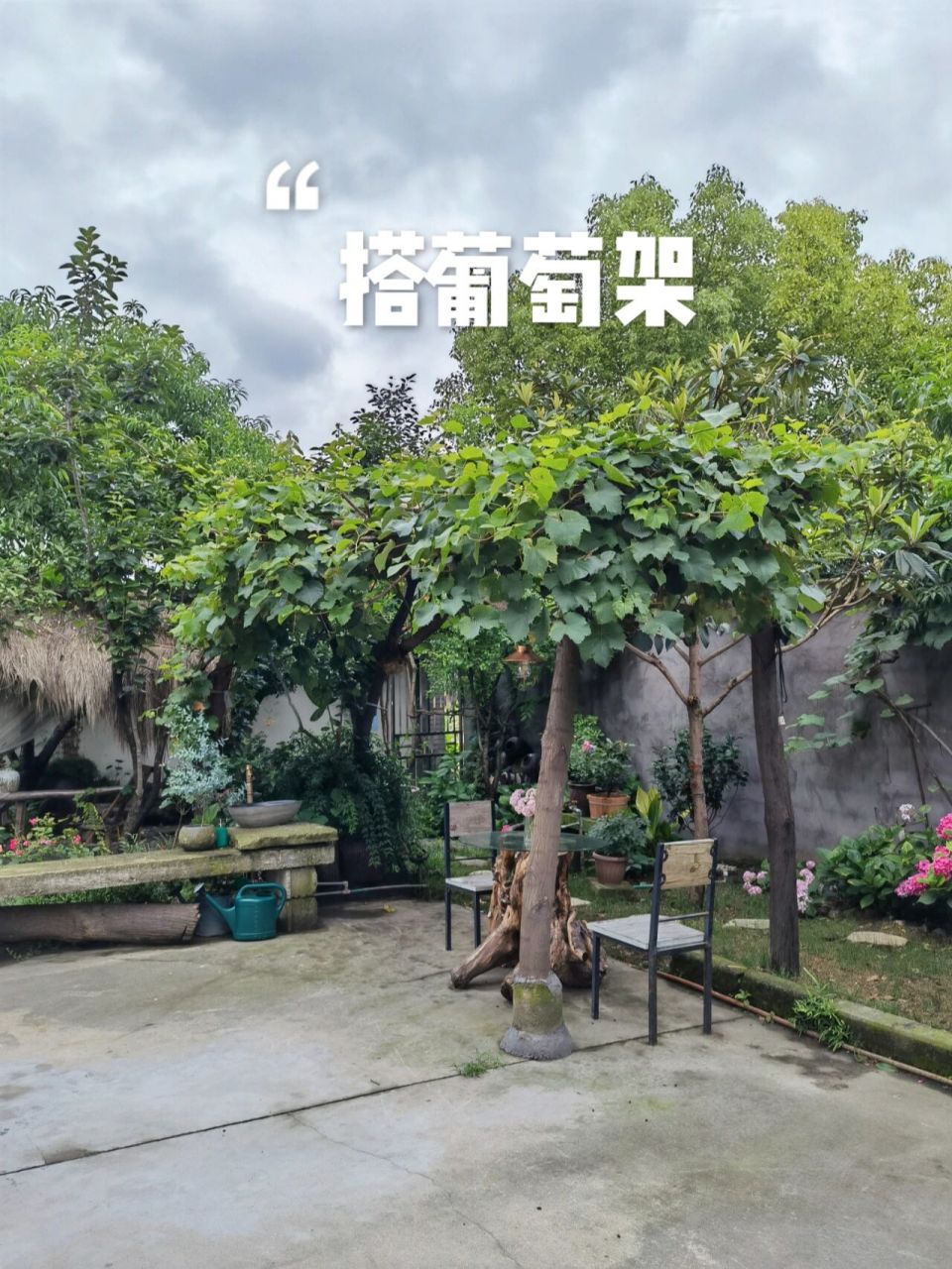 院子改造—搭葡萄架