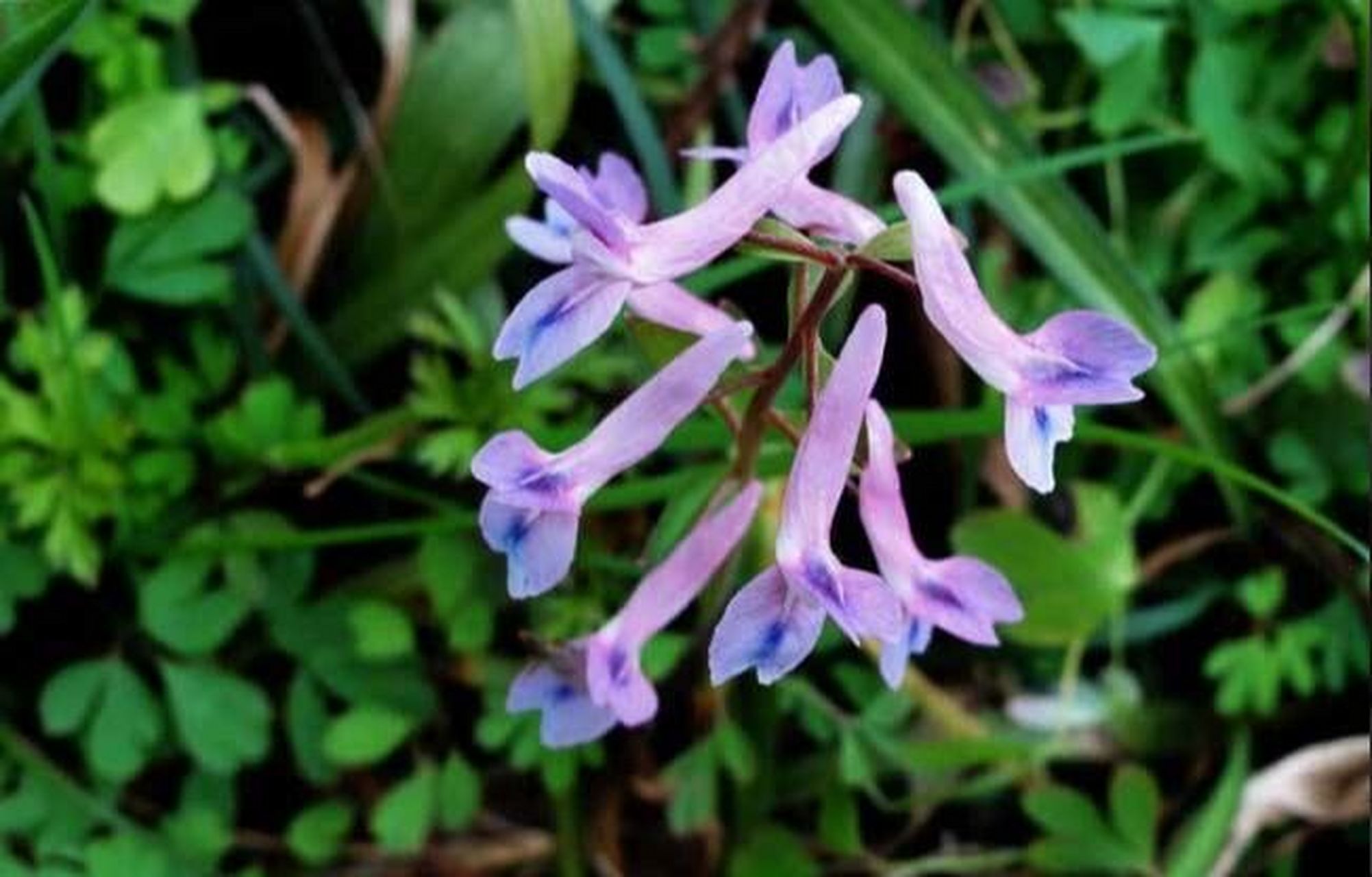 每日学习一味中药～夏天无 夏天无 别名 一粒金丹,洞里神仙,野延胡
