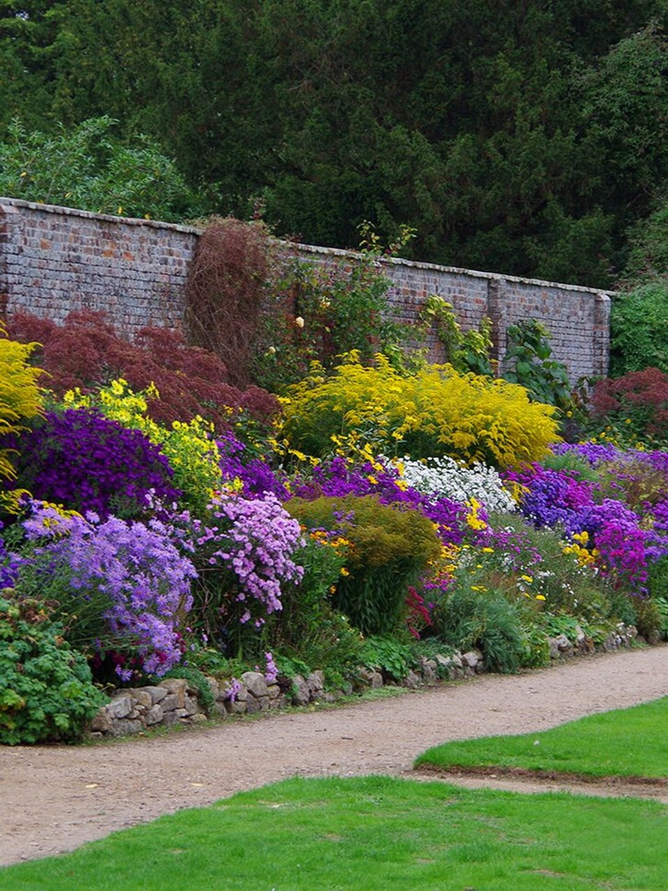 重瓣荷兰菊  ▏ 南方多季开花北方秋季花期 特征: 多年生冬休眠草本