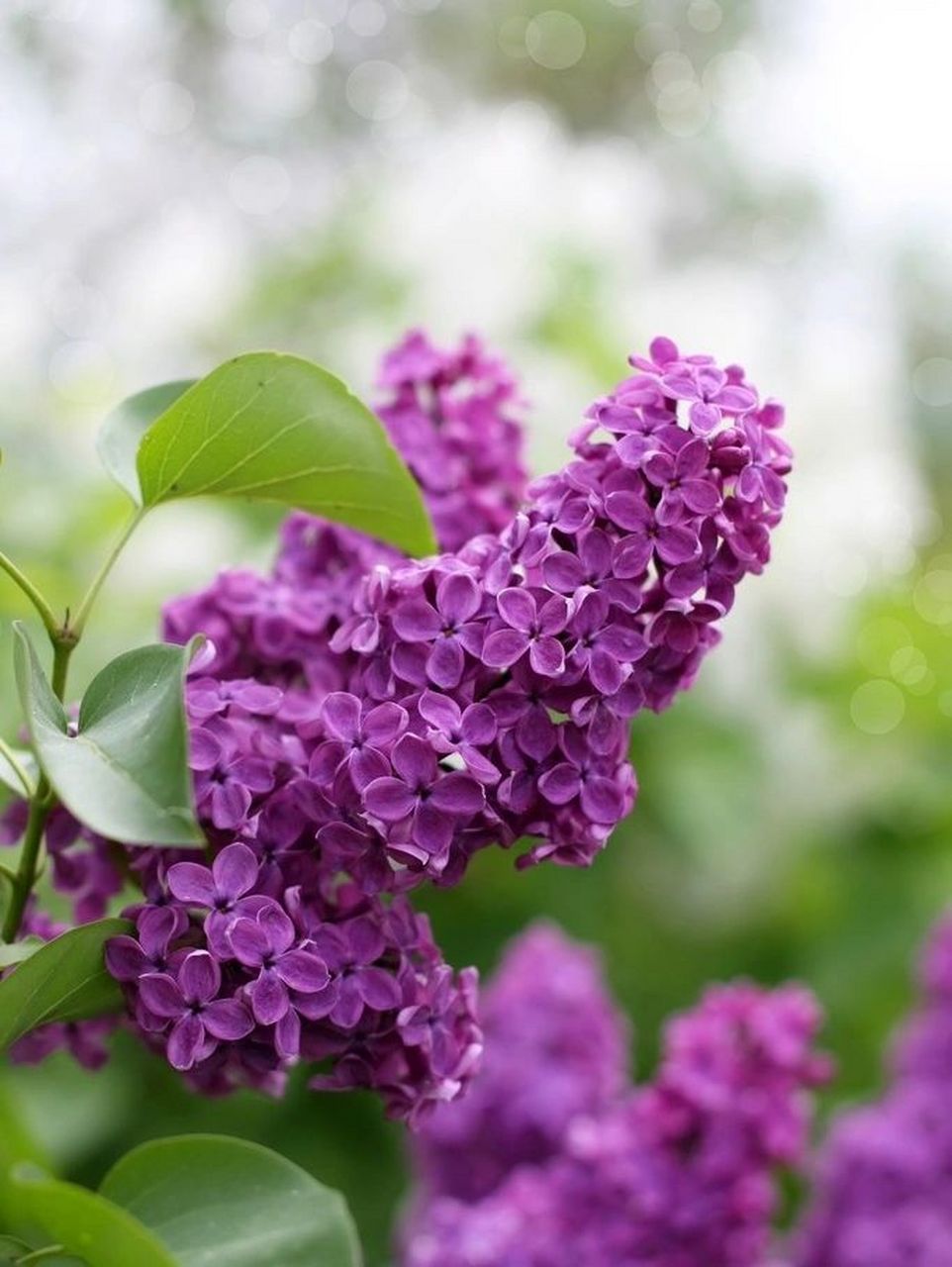 每天认识一种植物28|百结~丁香花 秋季这样养丁香花,来年花开香满屋