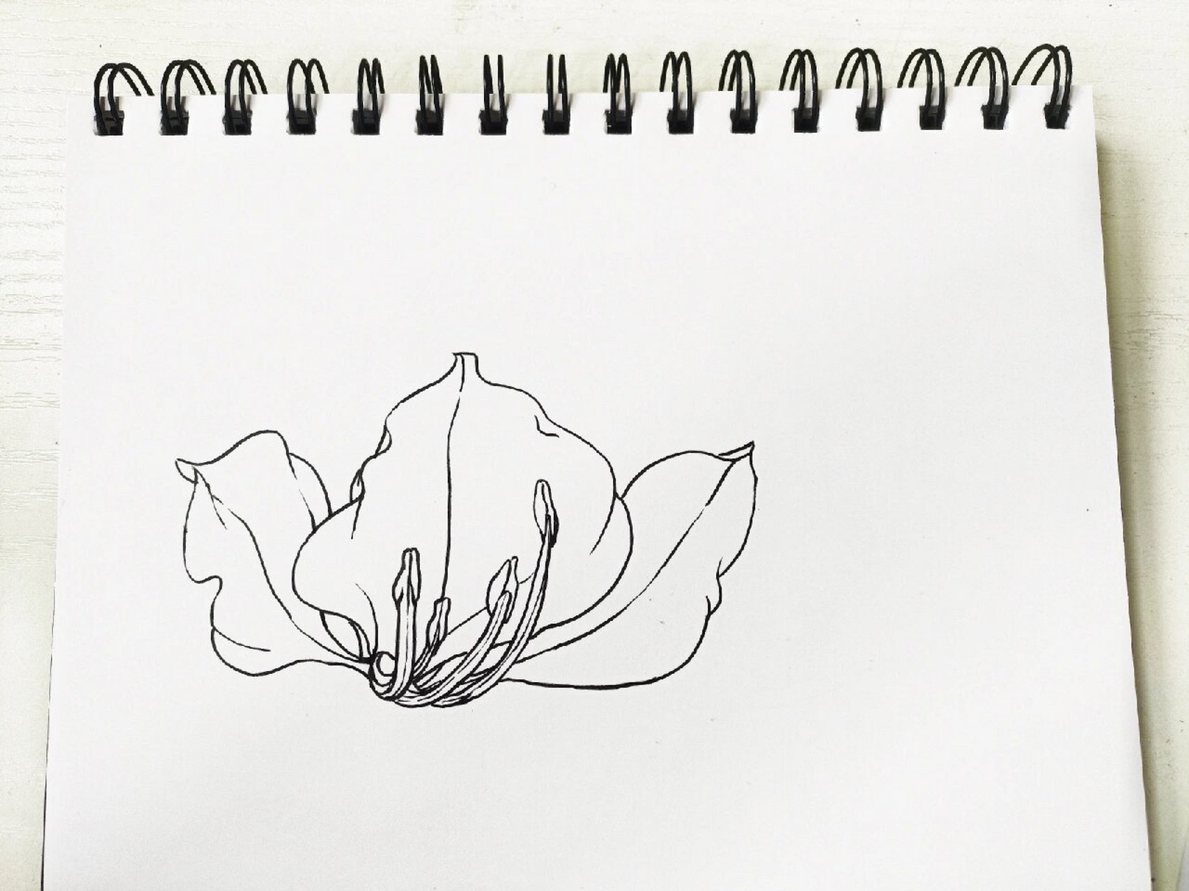 白花洋紫荆 好久没画,手抖 临摹练习