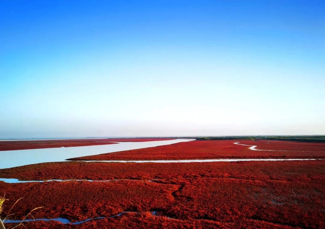 【盘锦红海滩】挑战最全攻略干货 【简介篇】盘锦红海滩是国家5a级