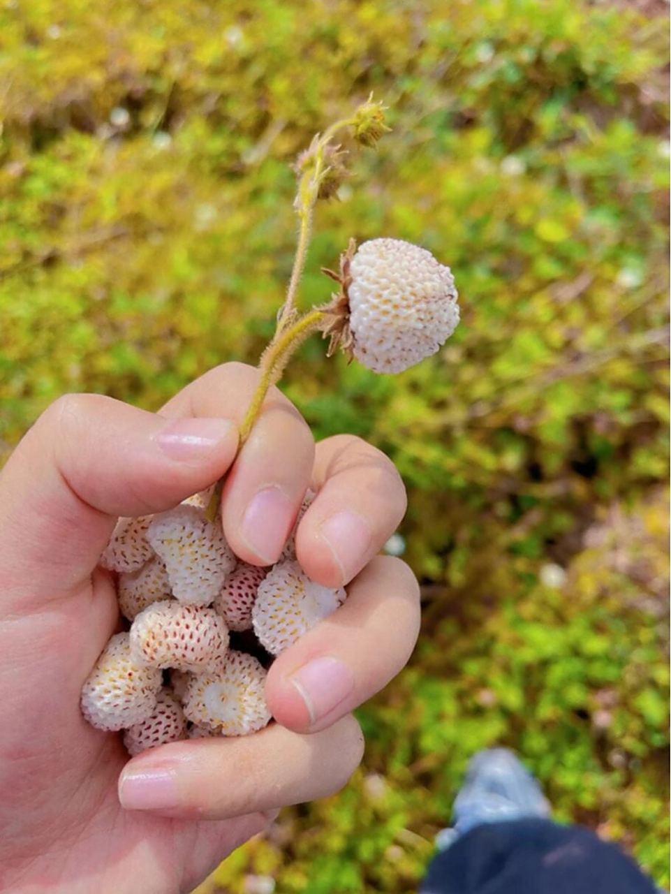 儿时的回忆74白泡儿草莓9191 农村的"白泡儿"熟了,形状像草莓