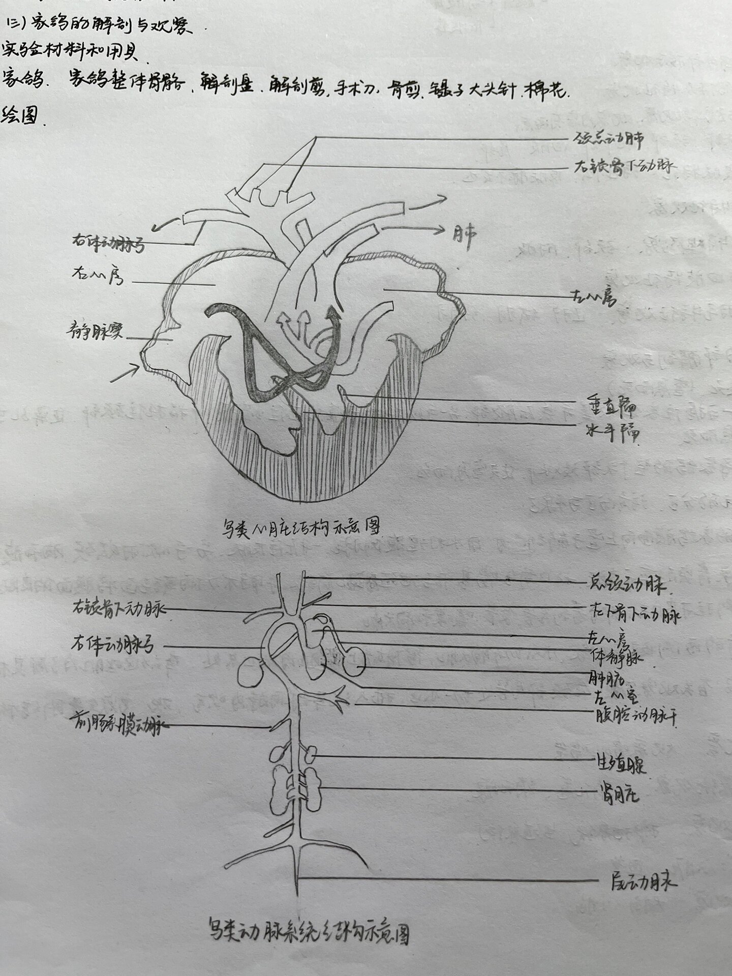 鸽子解剖图手绘图图片