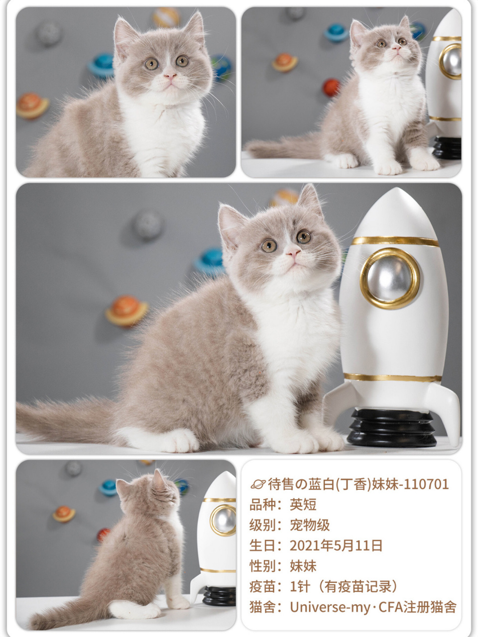 丁香色蓝白英短妹妹太好看啦 品种:英短 级别:宠物级 生日:2021年5月