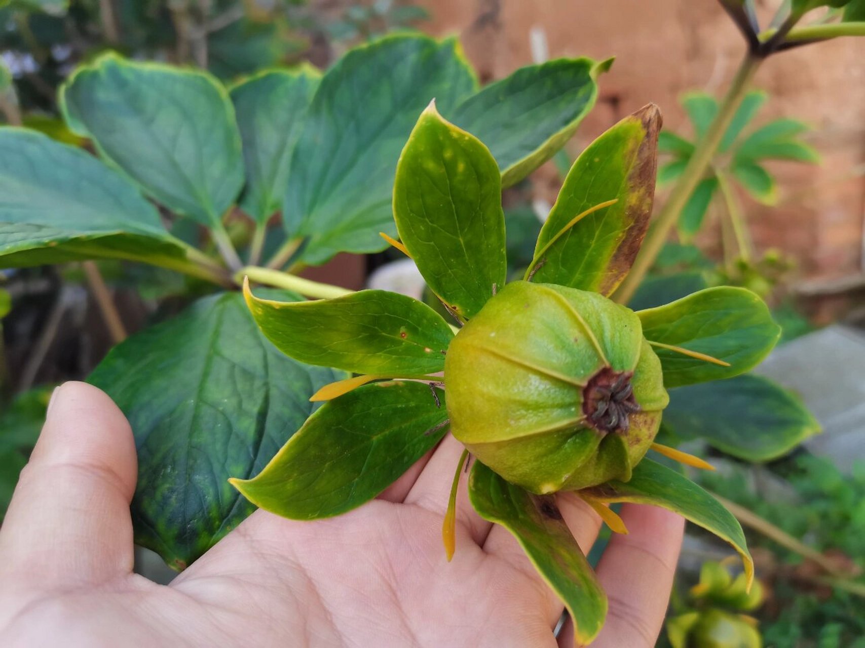 现在9月底正是重楼果实累累的时候. 云南重楼花期6-7月,果期9-10月.