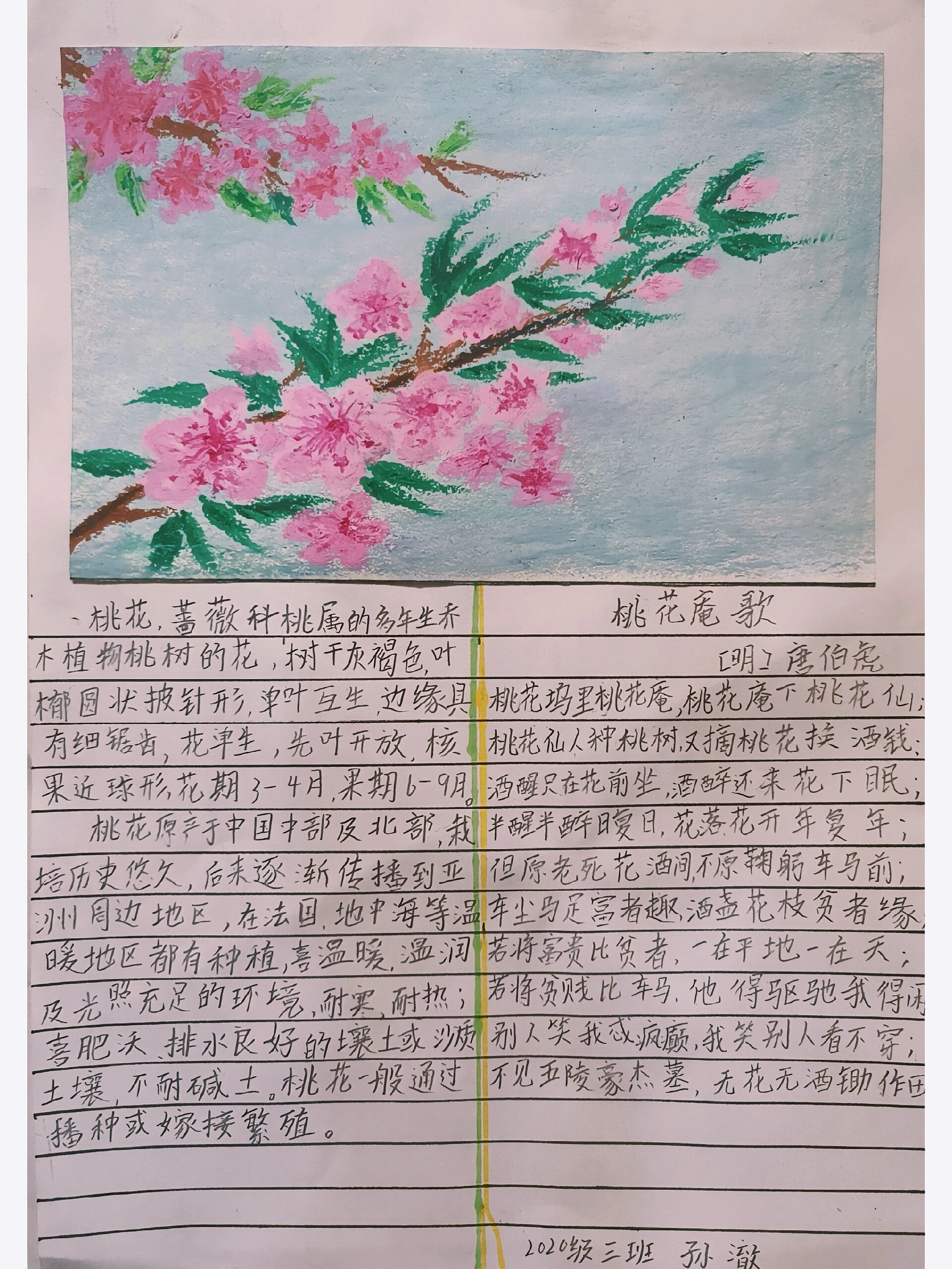 小学语文植物记录卡