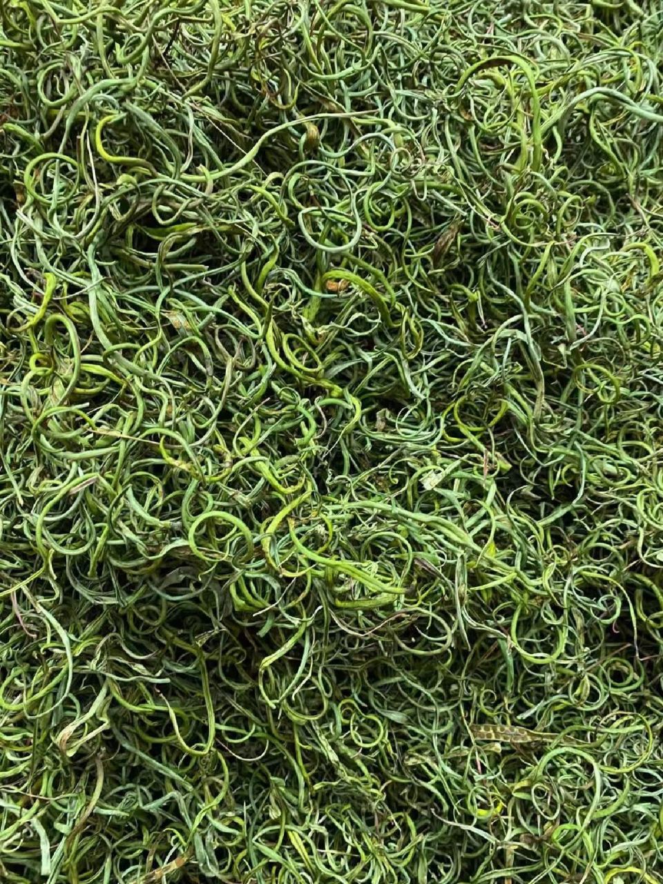 肾精茶    肾精茶有强肾,利尿的功效,对于肾结石,慢性肾炎,前列腺炎等