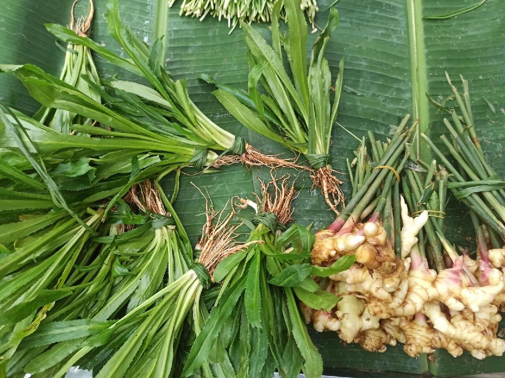 很早以前就认识刺芹了.