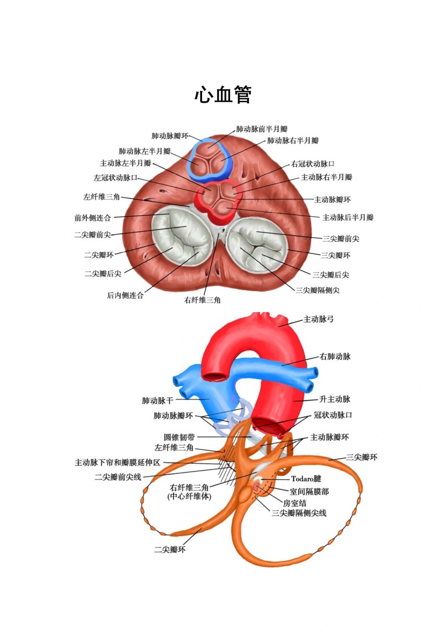 结肠半月瓣图片