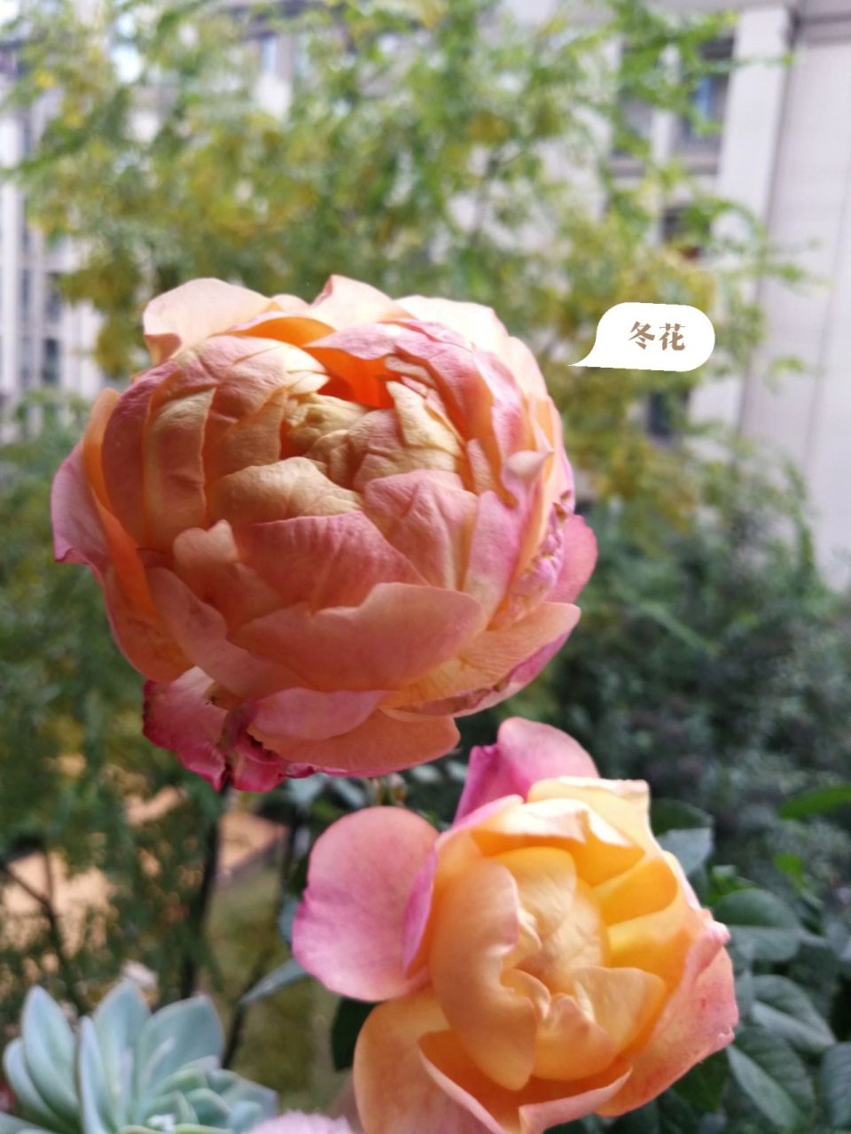 月季大花美人一年四季的形态 大花美人又叫彩虹阳台,真的花如其名,四