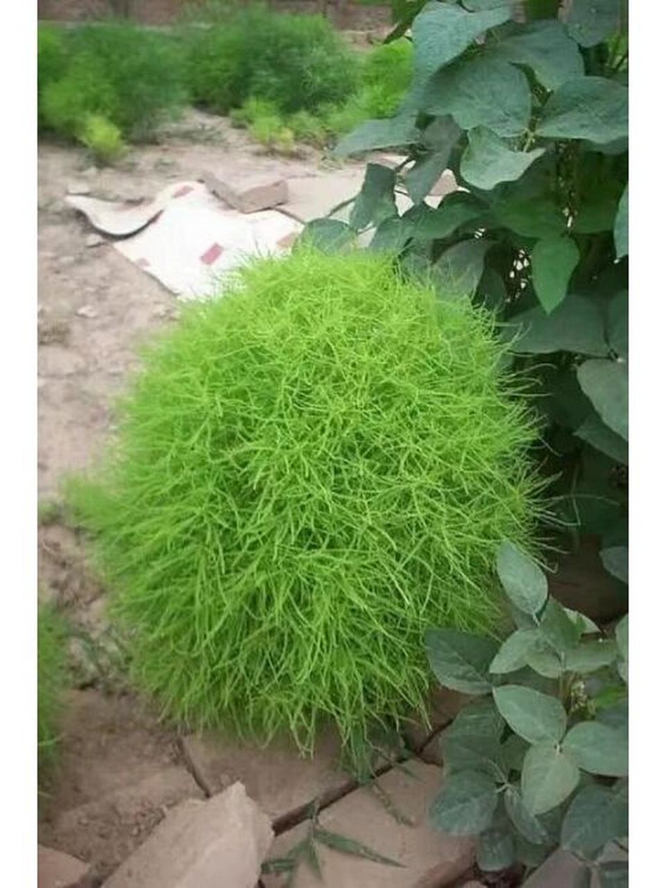 扫帚苗,地葵,地麦 入药部位:植物的干燥成熟 每天认识一种中药(地肤子