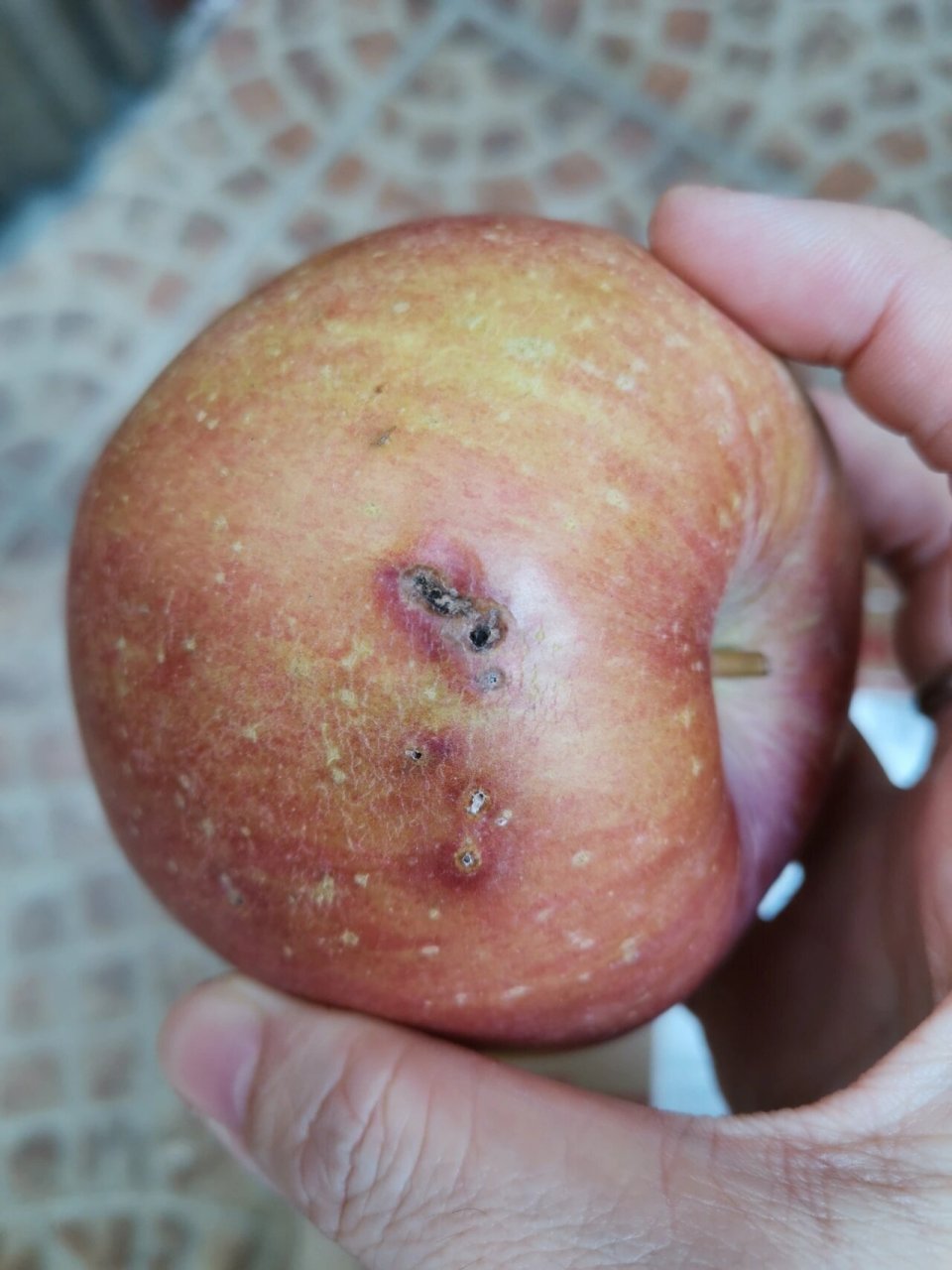 这是丑苹果还是烂苹果? 网购的糖心丑苹果,实在是.