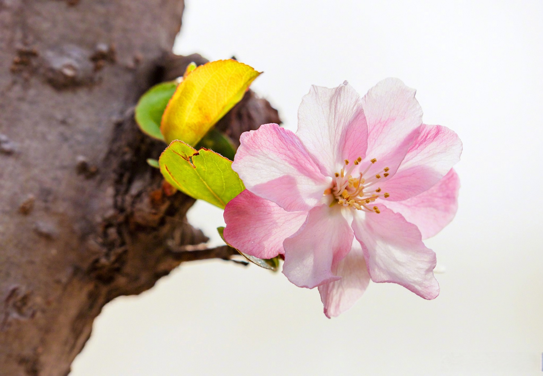春日限定壁纸上新#【#仲春赏花图鉴#】仲春时节,草木萌芽,绿意蔓延