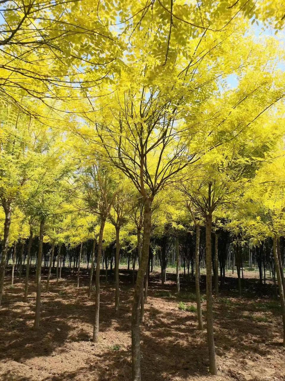 金叶国槐,是一种极具观赏价值的落叶树种,它因为生长快速,造型美观