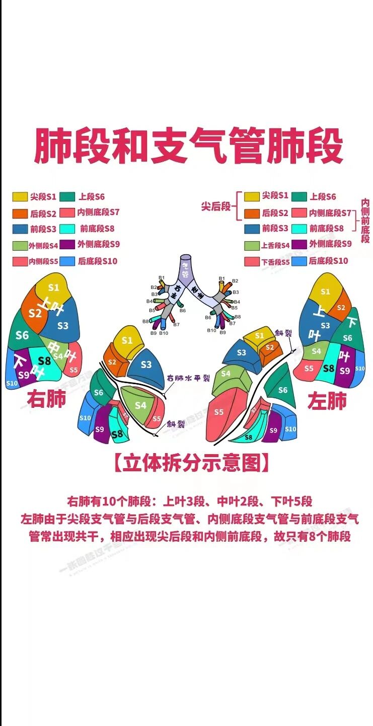 肺部分段 | 医学生笔记 每天学习打卡   get!💪💪💪