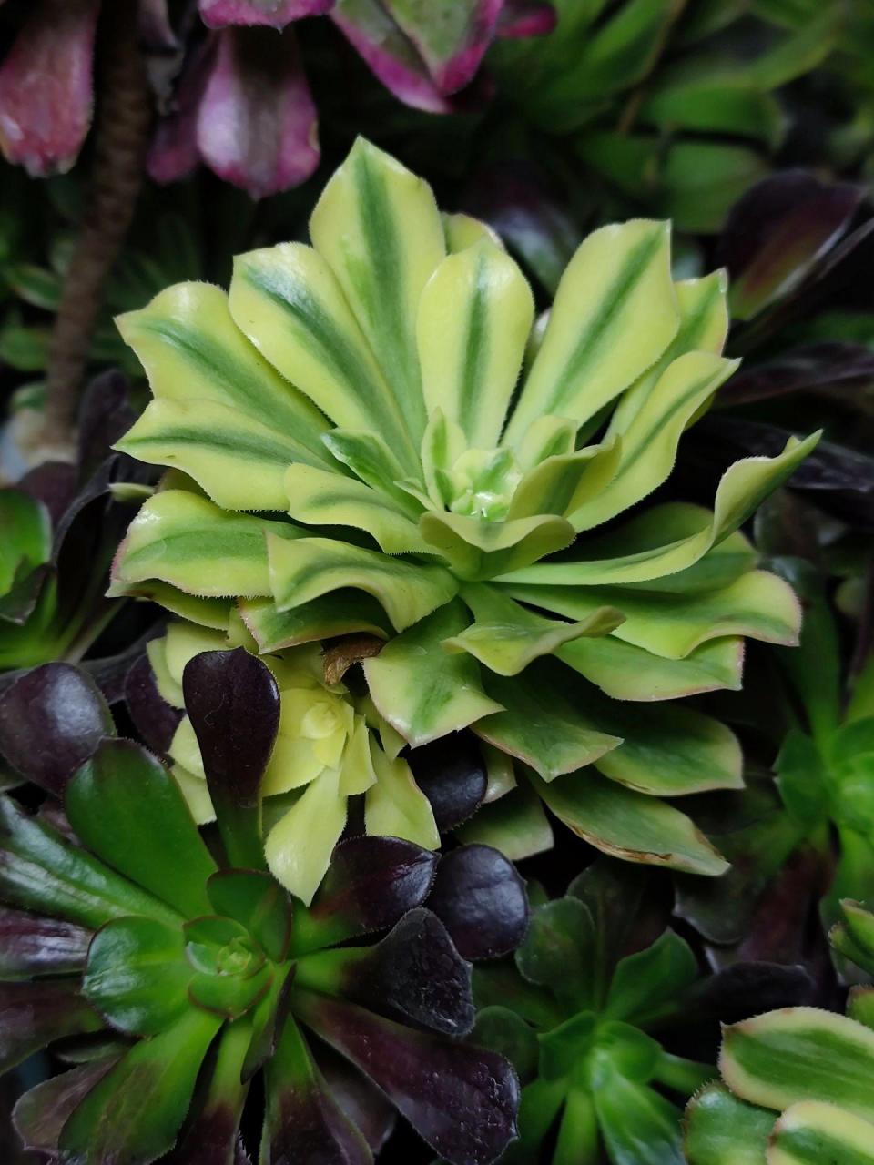 金丝翡翠.绿羊绒贡献了很多锦,现有四种,艳凝,金丝翡翠,迈巴赫,中斑.