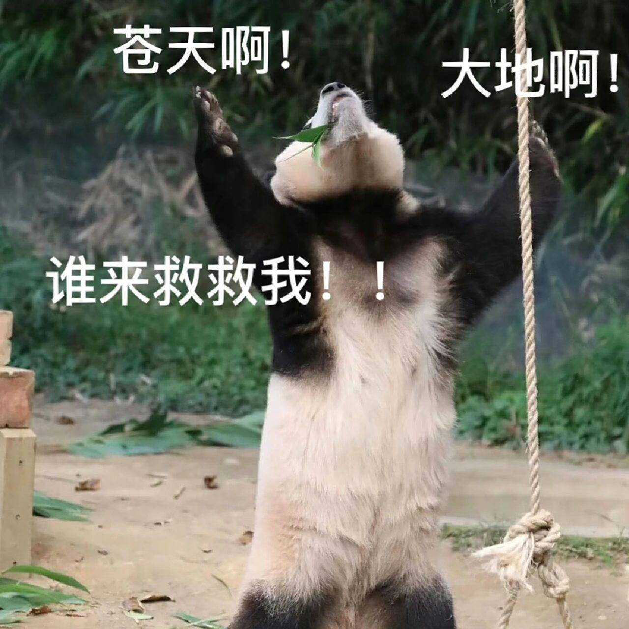 福宝做法 表情包97