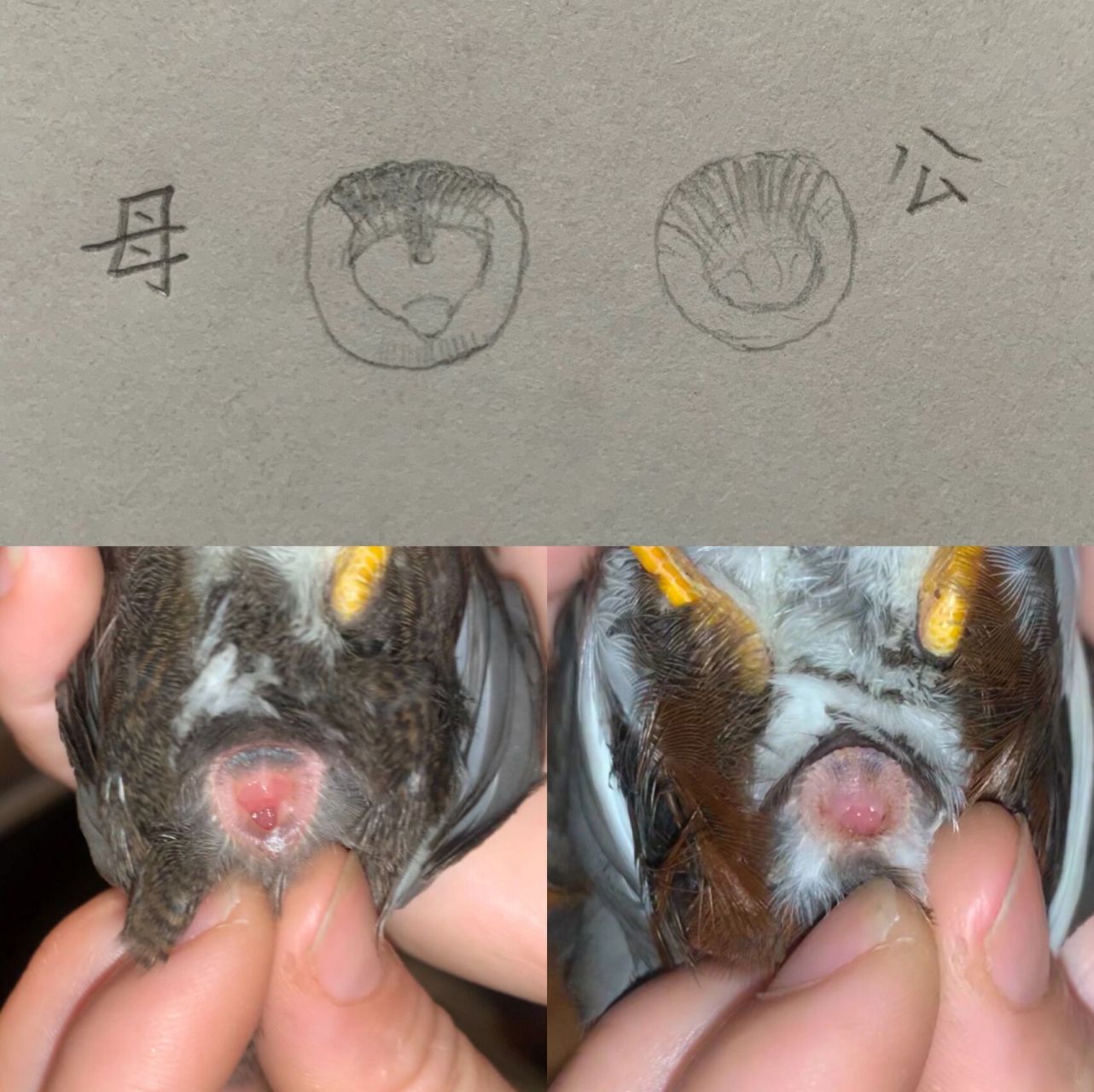 展示画功 芦丁鸡公母区分 我尽力了