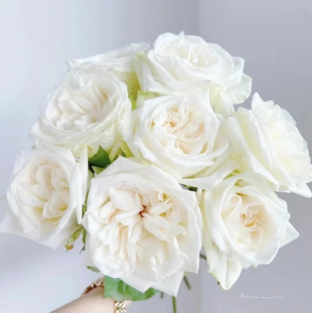 今日识花‖ 认识9款自带香味的玫瑰 粉佳人 自带水果香味的粉色少女感