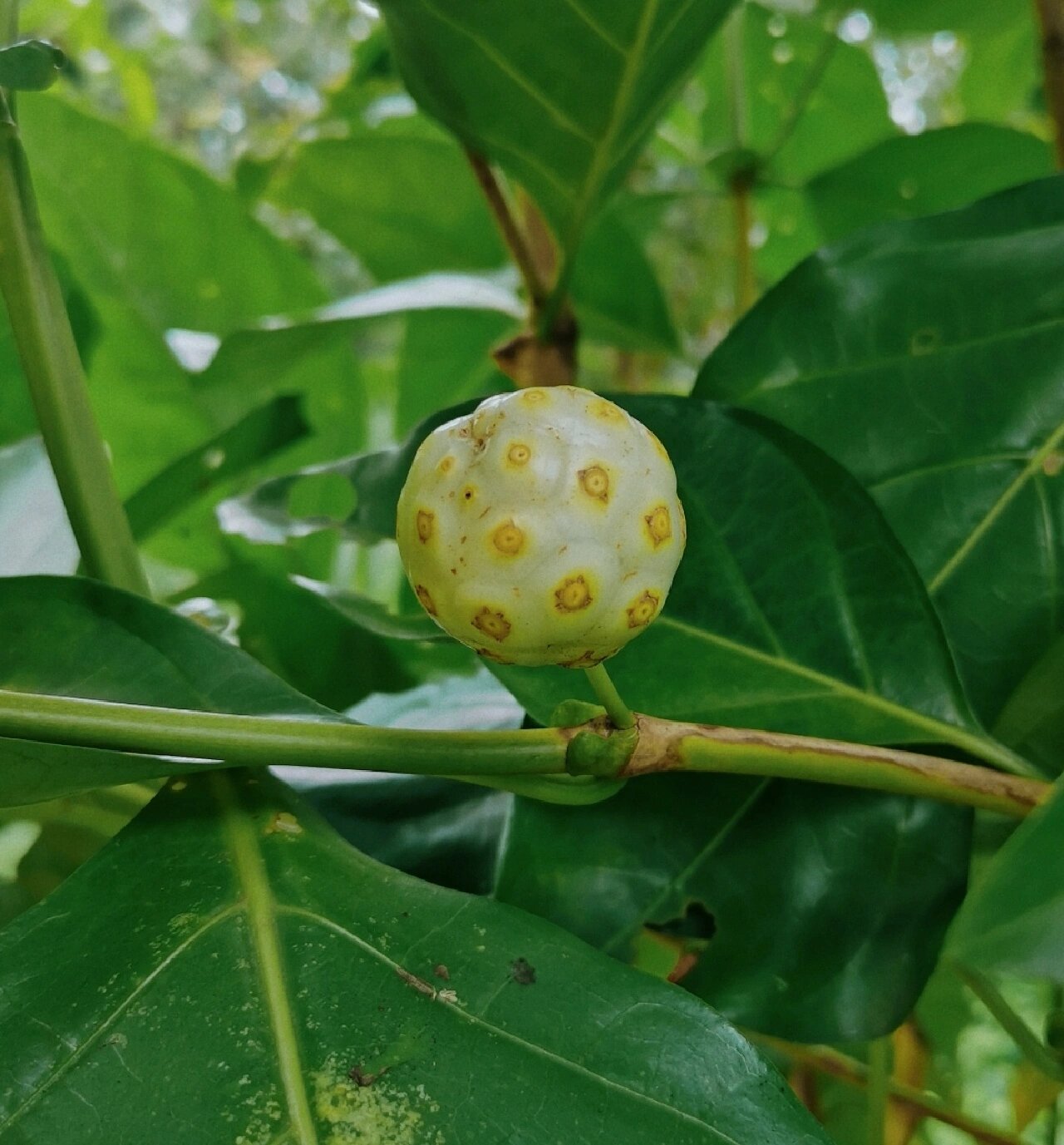 诺丽果,一个从来没有听过见过的植物